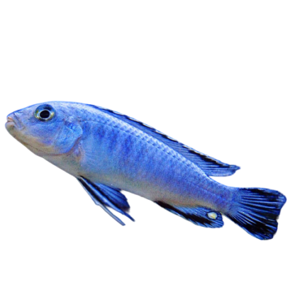 Blue Cichlid