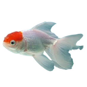 Goldfish Types Archives - Navya Aquarium