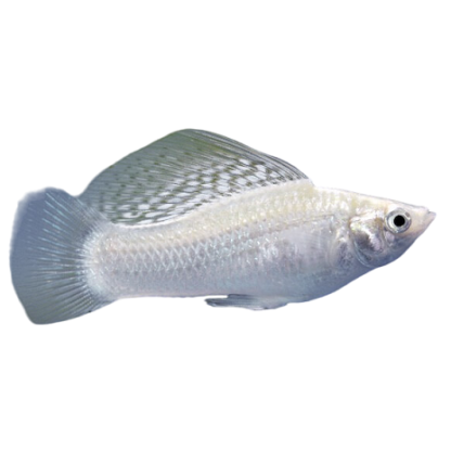 White Molly