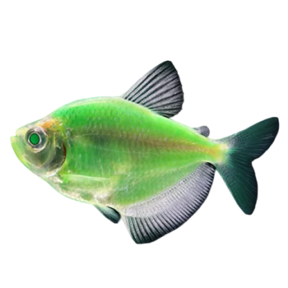 Green Widow Tetra
