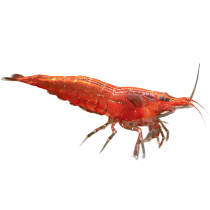 Red shrimp