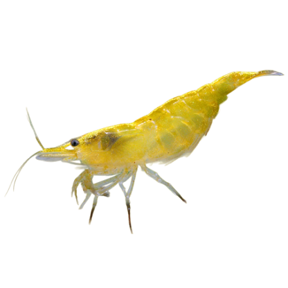 Yellow shrimp
