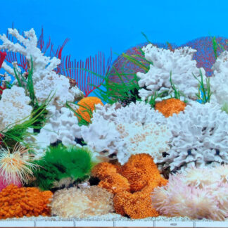 18x12 (HxL) Inch Fish Tank Background - A